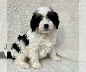 Bernedoodle (Miniature) Puppy for Sale in NEW HOLLAND, Pennsylvania USA