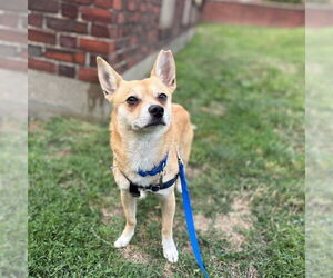Dameranian Dogs for adoption in Boston, MA, USA