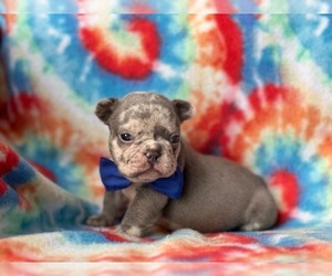 French Bulldog Puppy for sale in LANCASTER, PA, USA