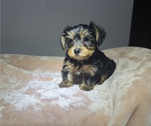 Yorkshire Terrier Puppy for sale in WEBSTER, FL, USA