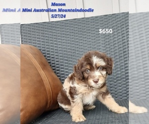 Australian Shepherd-Bernedoodle Mix Litter for sale in TOPEKA, IN, USA