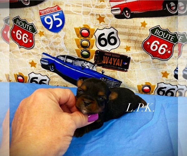 Medium Photo #1 Yorkshire Terrier Puppy For Sale in WINNSBORO, LA, USA