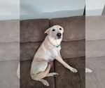 Small Photo #1 German Shepherd Dog-Great Dane Mix Puppy For Sale in LAKEVIEW, AR, USA