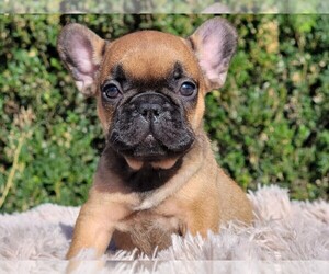 French Bulldog Puppy for sale in BOSTON, MA, USA