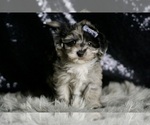 Small #1 Maltipoo