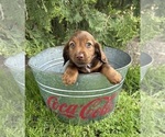 Small #3 Dachshund
