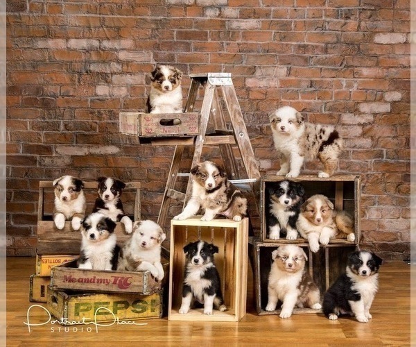Medium Photo #1 Australian Shepherd Puppy For Sale in LODA, IL, USA