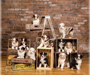 Australian Shepherd Puppy for sale in LODA, IL, USA