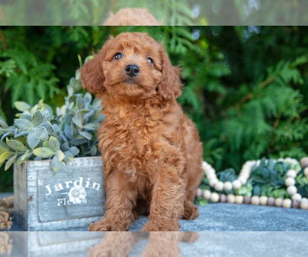 Medium Photo #15 Cavapoo (Miniature) Puppy For Sale in KIRKWOOD, PA, USA