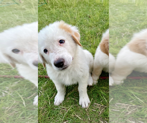 Great Pyrenees Puppy for sale in HUTTO, TX, USA