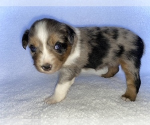 Miniature Australian Shepherd Puppy for sale in MULVANE, KS, USA