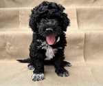 Small Photo #20 Portuguese Water Dog Puppy For Sale in RIGBY, ID, USA