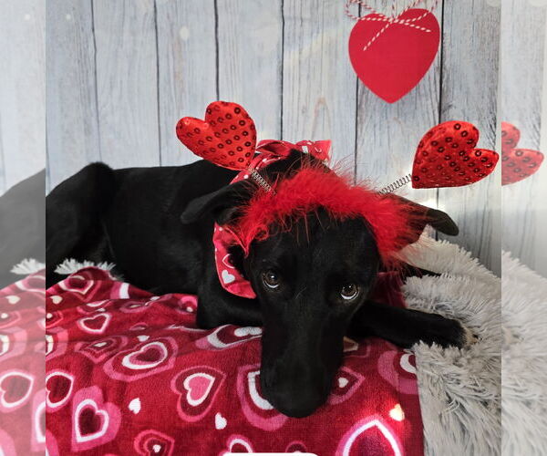 Medium Photo #8 Mutt Puppy For Sale in Fargo, ND, USA