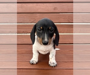 Dachshund Puppy for sale in WILLARD, OH, USA