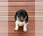 Small Dachshund