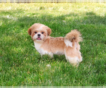 Small #6 Shih Tzu
