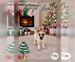 Mutt Dogs for adoption in Menifee, CA, USA