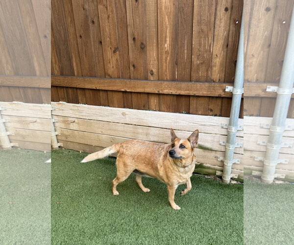 Medium Photo #2 Texas Heeler Puppy For Sale in McKinney, TX, USA