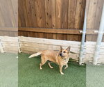 Small #1 Texas Heeler