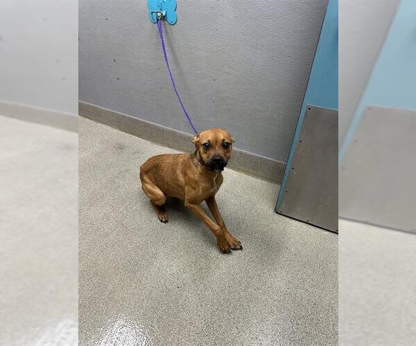 Medium Photo #1 Boxer-Unknown Mix Puppy For Sale in Las Vegas, NV, USA