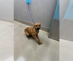 *BOBBY - Female Boxer-Unknown Mix Dog for Adoption - Small photo