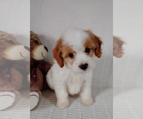 Medium Photo #1 Cockapoo (Miniature) Puppy For Sale in FITZGERALD, GA, USA