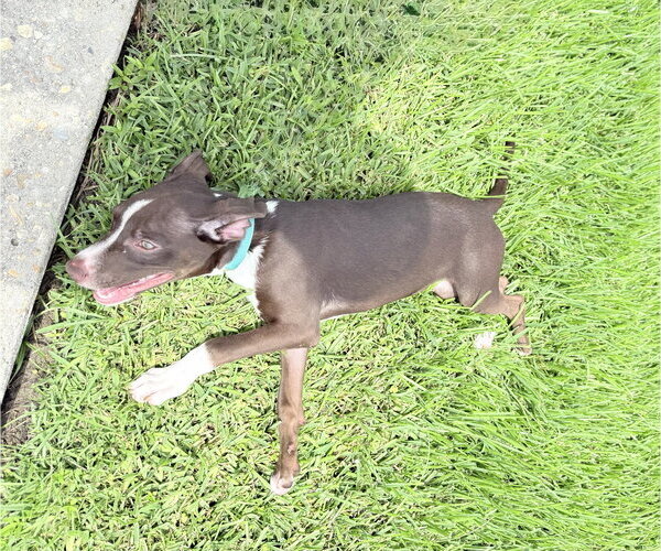 Medium Photo #4 American Pit Bull Terrier-Unknown Mix Puppy For Sale in Oakhurst, NJ, USA