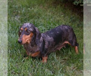 Mother of the Dachshund puppies born on 07/28/2026