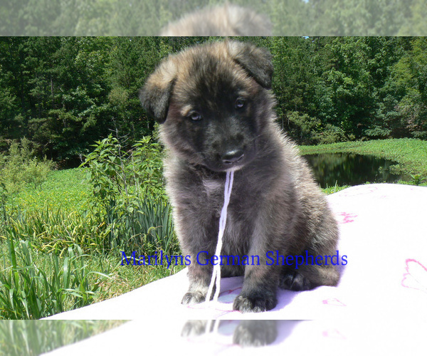 Medium Photo #6 German Shepherd Dog Puppy For Sale in PIEDMONT, MO, USA