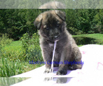 Small #5 German Shepherd Dog