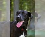 Small #2 Golden Retriever-Great Dane Mix