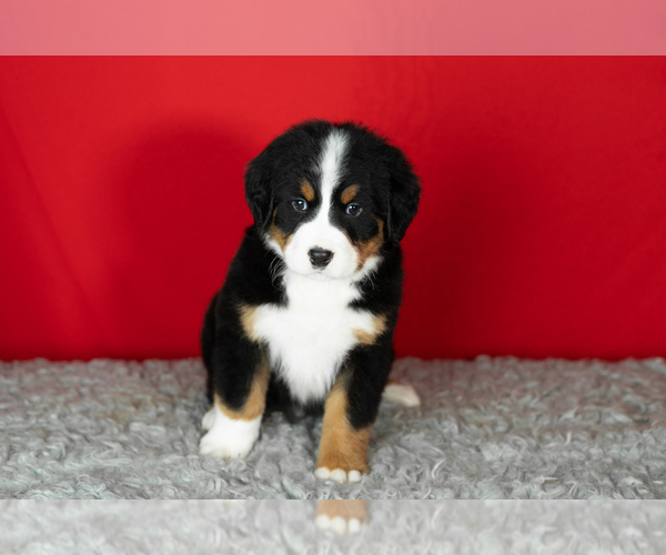 Medium Photo #30 Bernese Mountain Dog Puppy For Sale in MILLERSBURG, IN, USA