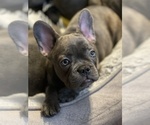Puppy 1 French Bulldog