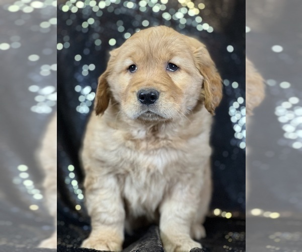 Medium Photo #2 Golden Retriever Puppy For Sale in FORT PLAIN, NY, USA