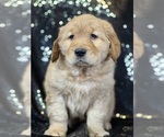 Small Photo #2 Golden Retriever Puppy For Sale in FORT PLAIN, NY, USA