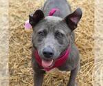Small American Staffordshire Terrier Mix