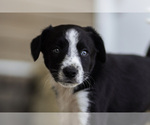 Puppy Pina Colada Border Collie