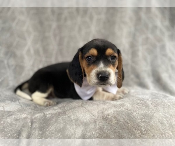 Medium Photo #5 Beagle Puppy For Sale in LAKELAND, FL, USA