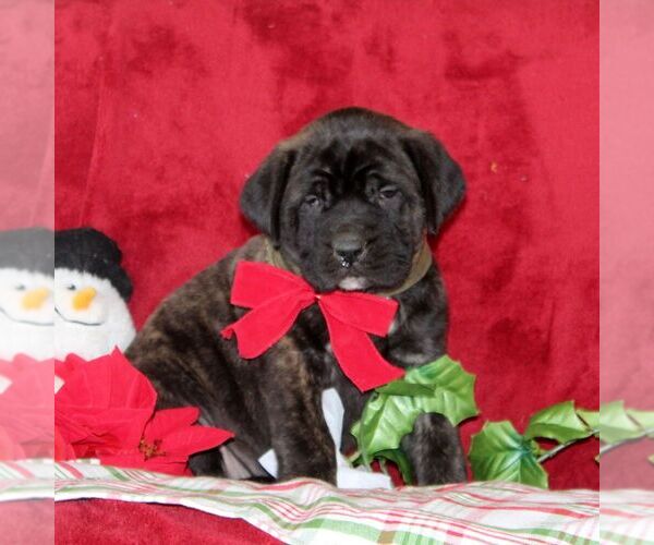 Medium Photo #4 Mastiff Puppy For Sale in RED LION, PA, USA
