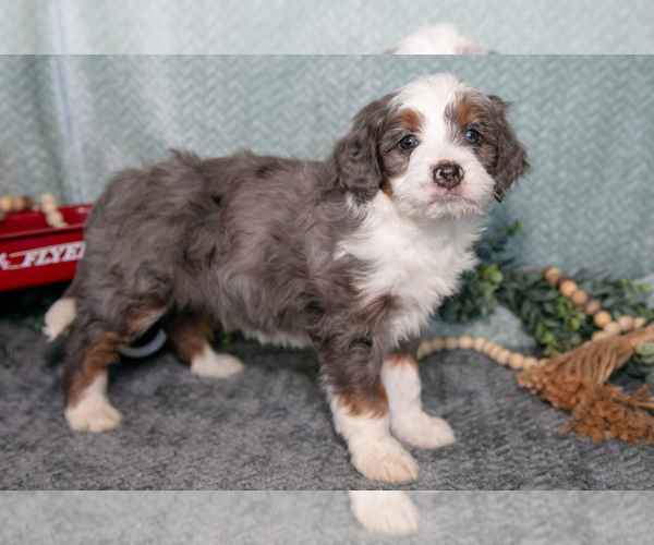 Medium Photo #3 Bernedoodle (Miniature) Puppy For Sale in APPLE CREEK, OH, USA
