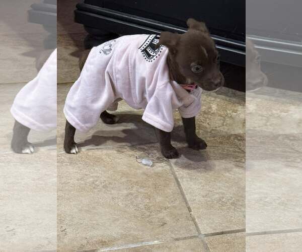 Medium Photo #3 Labrador Retriever-Unknown Mix Puppy For Sale in Stephens City, VA, USA