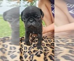 Small #2 Pug