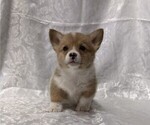 Small #3 Pembroke Welsh Corgi