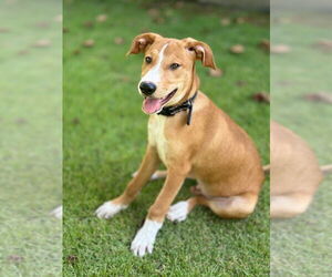 Canaan Dog Dogs for adoption in Bryant, AR, USA