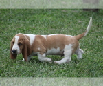 Small #1 Basset Hound