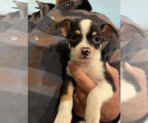 Chihuahua Puppy for sale in AMHERST JUNCTION, WI, USA