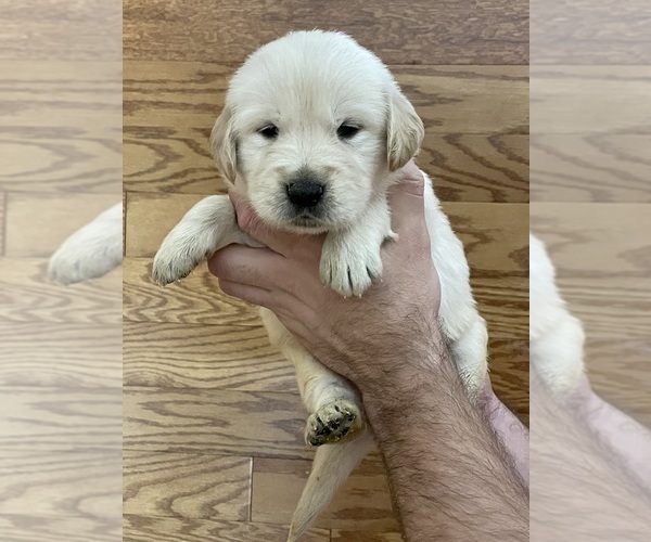 Medium Photo #3 Golden Retriever Puppy For Sale in BISHOP, GA, USA