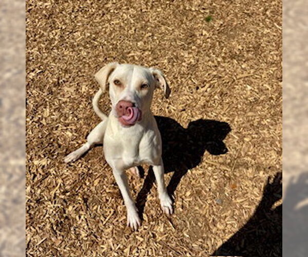 Medium Photo #3 Labrador Retriever-Unknown Mix Puppy For Sale in Sparta, TN, USA