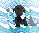 Small Photo #1 Poodle (Toy)-Yorkshire Terrier Mix Puppy For Sale in LANCASTER, PA, USA