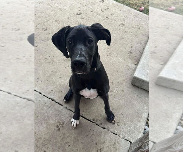 Medium Photo #1 Great Dane Puppy For Sale in Bullard, TX, USA